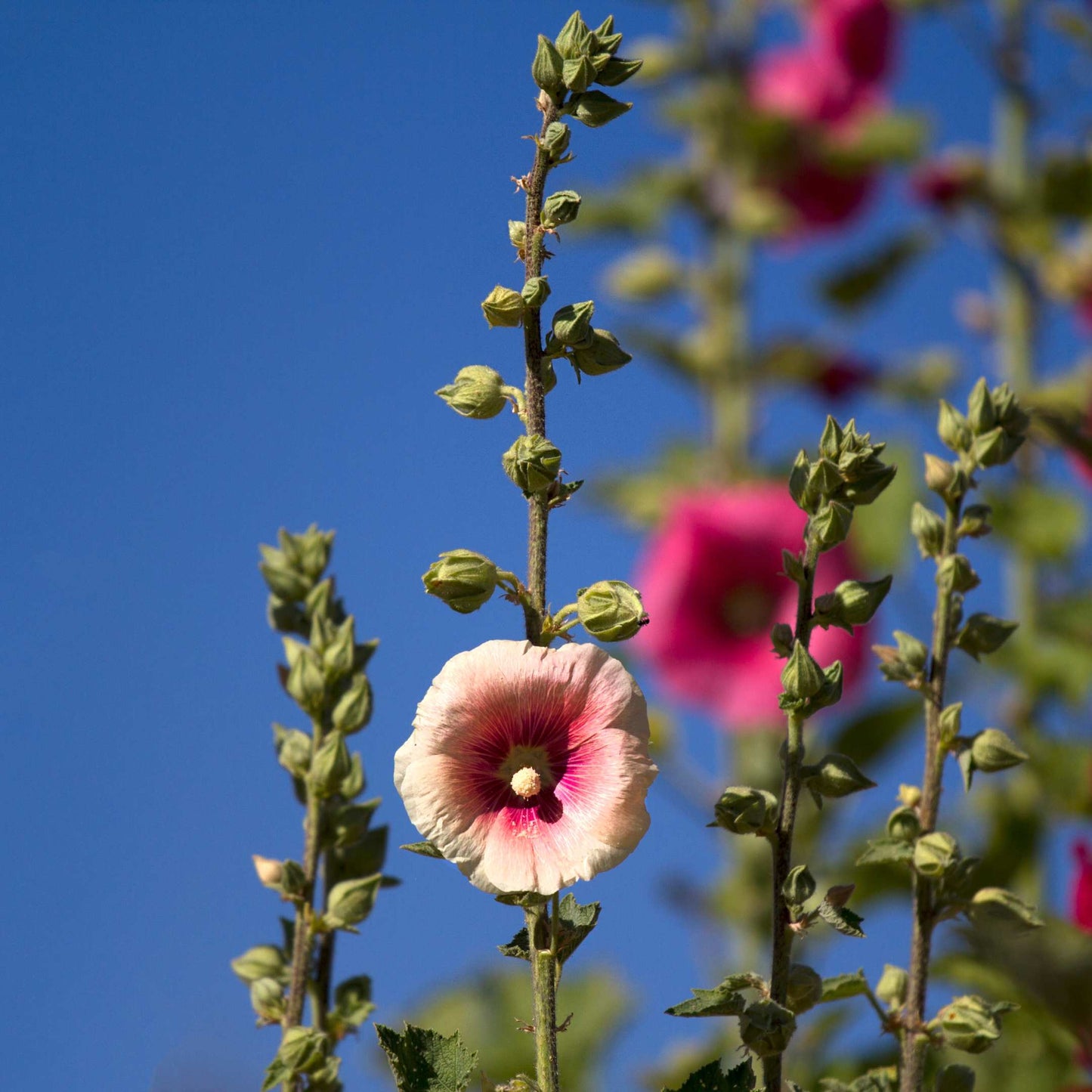 200Pcs Hollyhock Seeds Pack