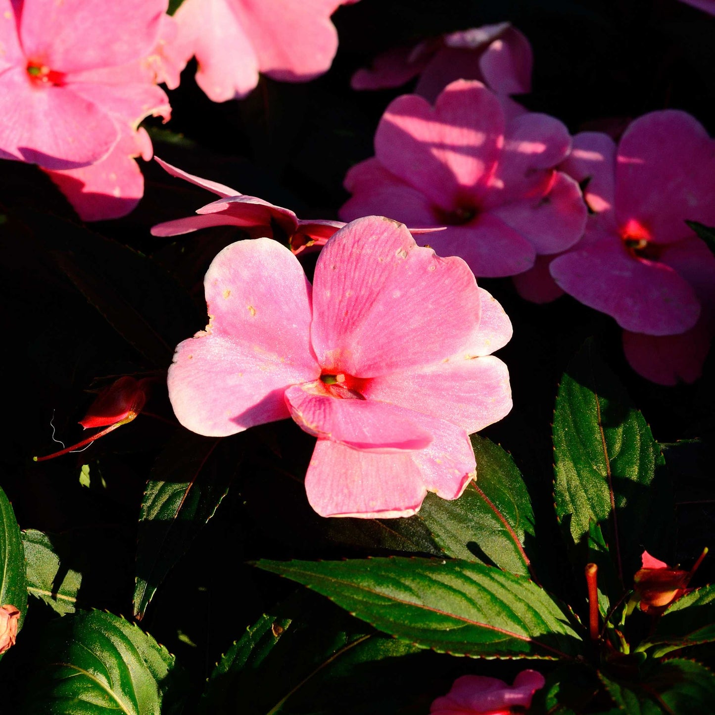 100Pcs Impatiens Flower Seeds Pack