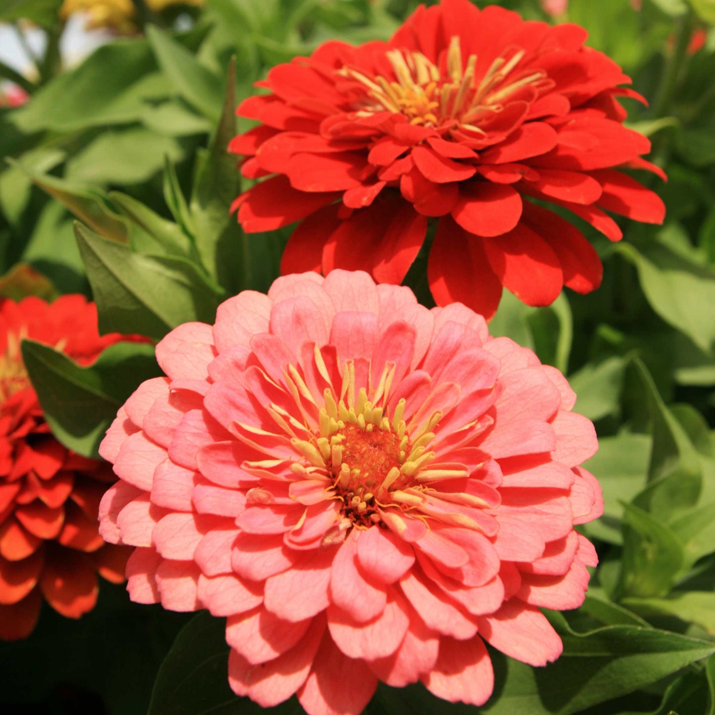 100Pcs Zinnia Flower Seeds Pack