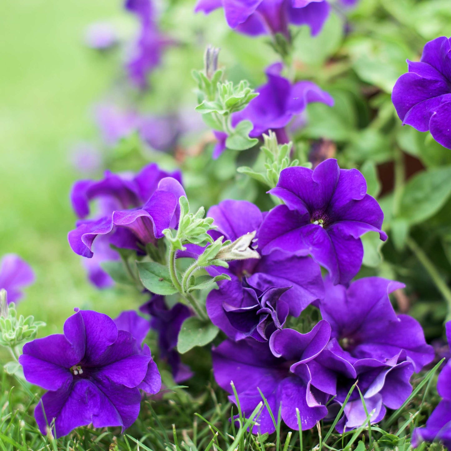 50Pcs Mixed Colors Petunia Seeds