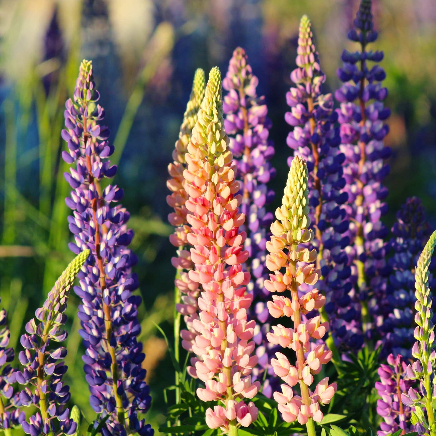 100Pcs Lupine Russel Mix Flower Seeds