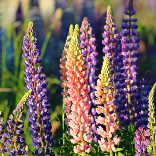 100Pcs Lupine Russel Mix Flower Seeds