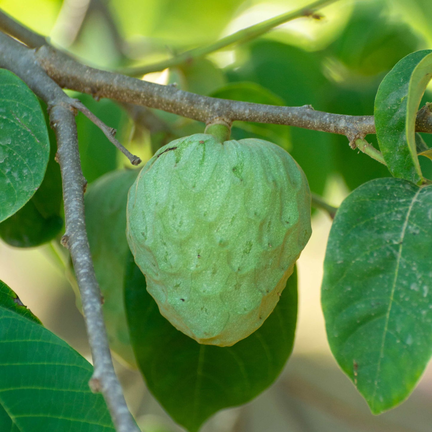 50Pcs Cherimoya Plant Seeds