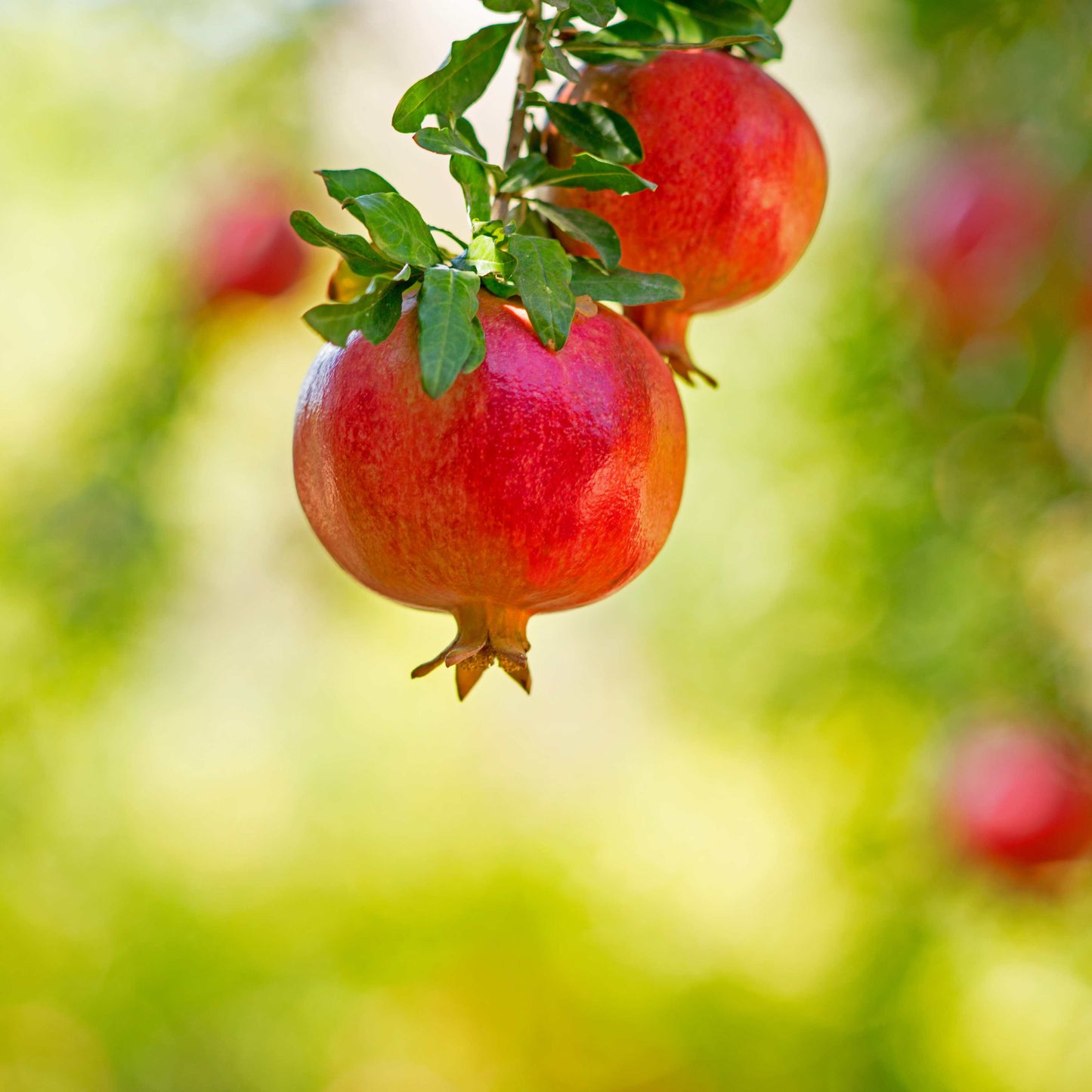 20Pcs Red Jewel Pomegranate Tree Seeds