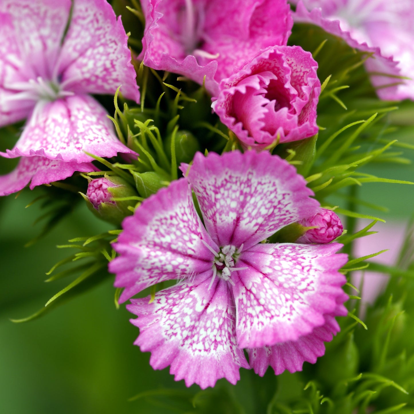 100Pcs Mixed Multicolor Sweet William Flower Seeds