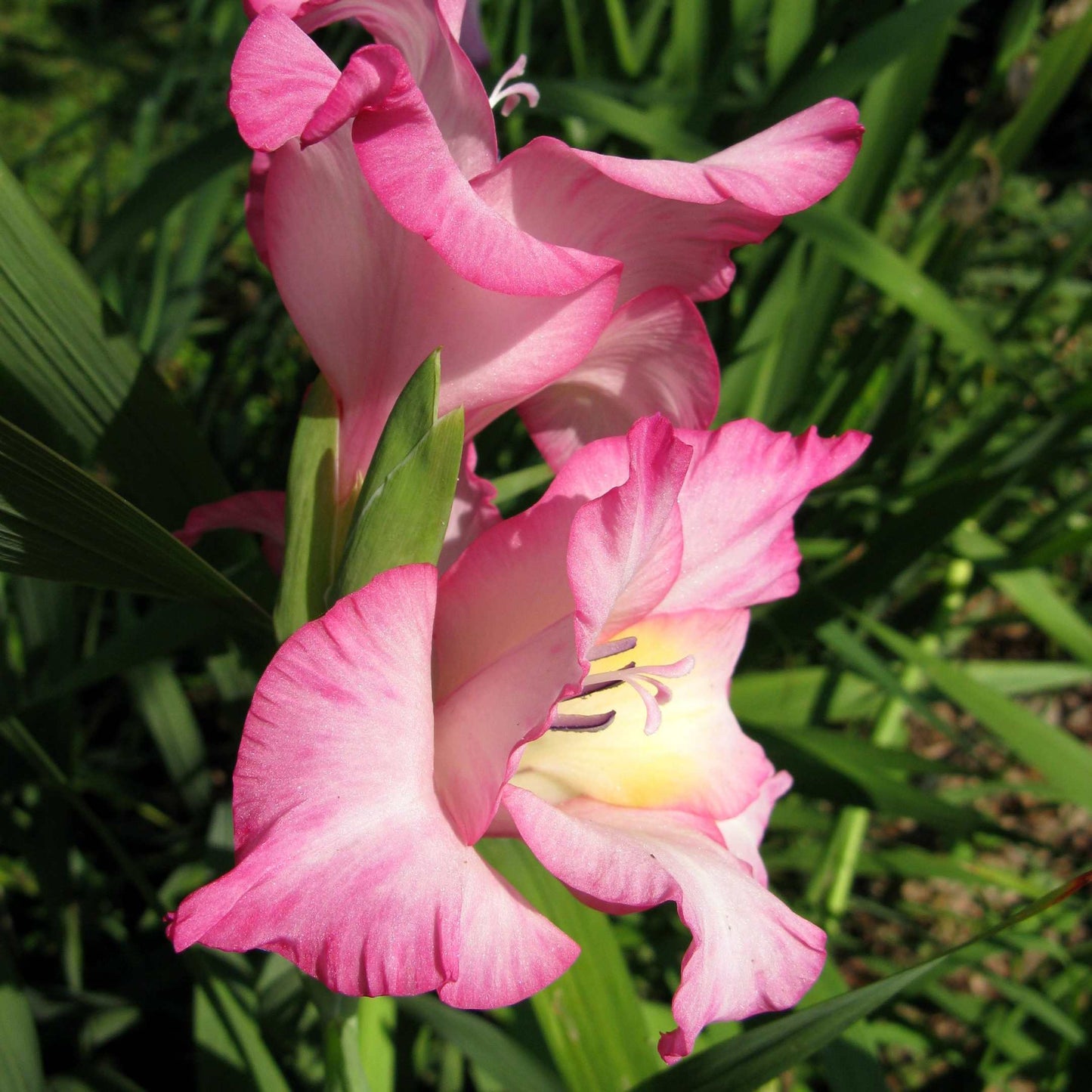 100Pcs Gladiolus Flower Seeds Pack