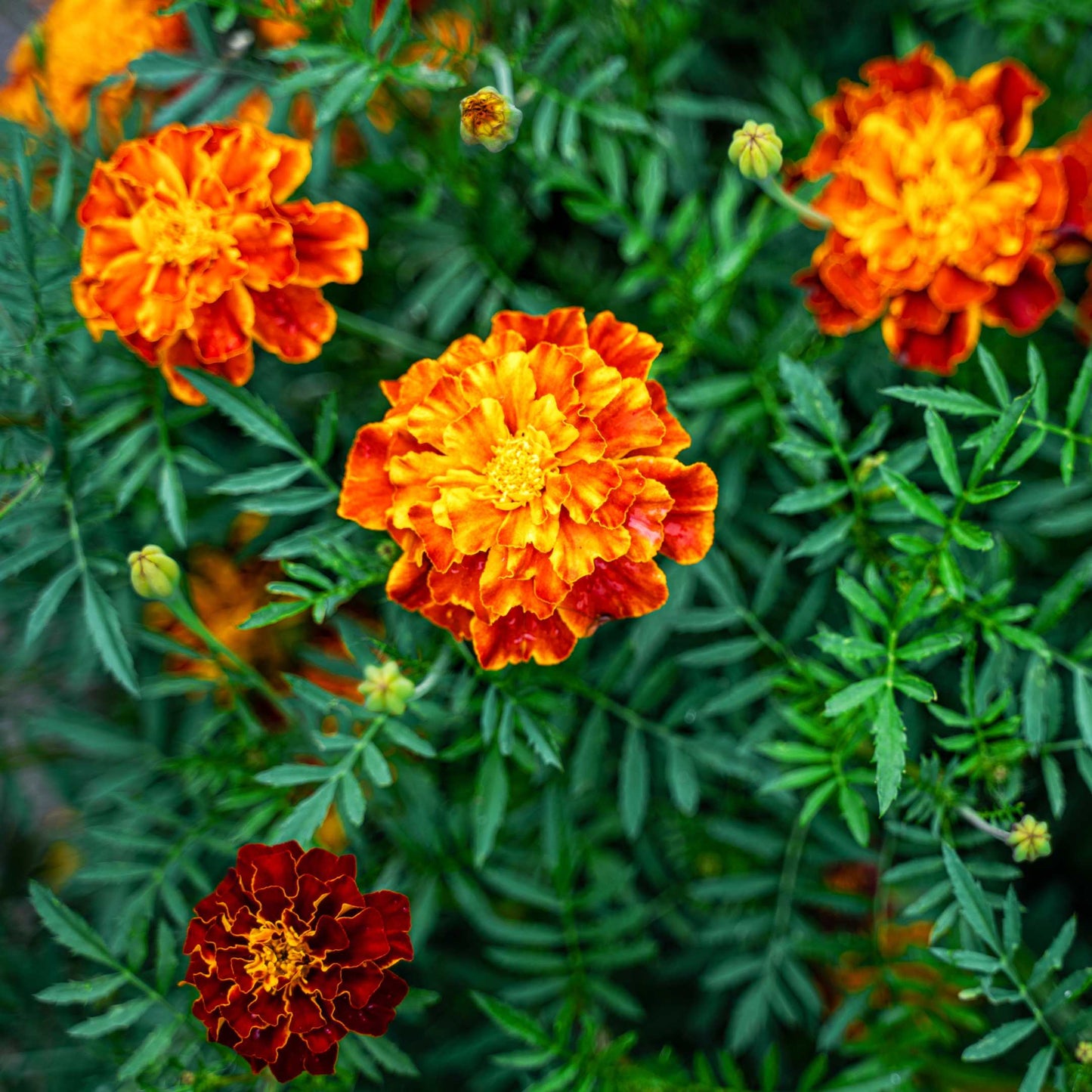 100Pcs French Marigold Flower Seeds Pack
