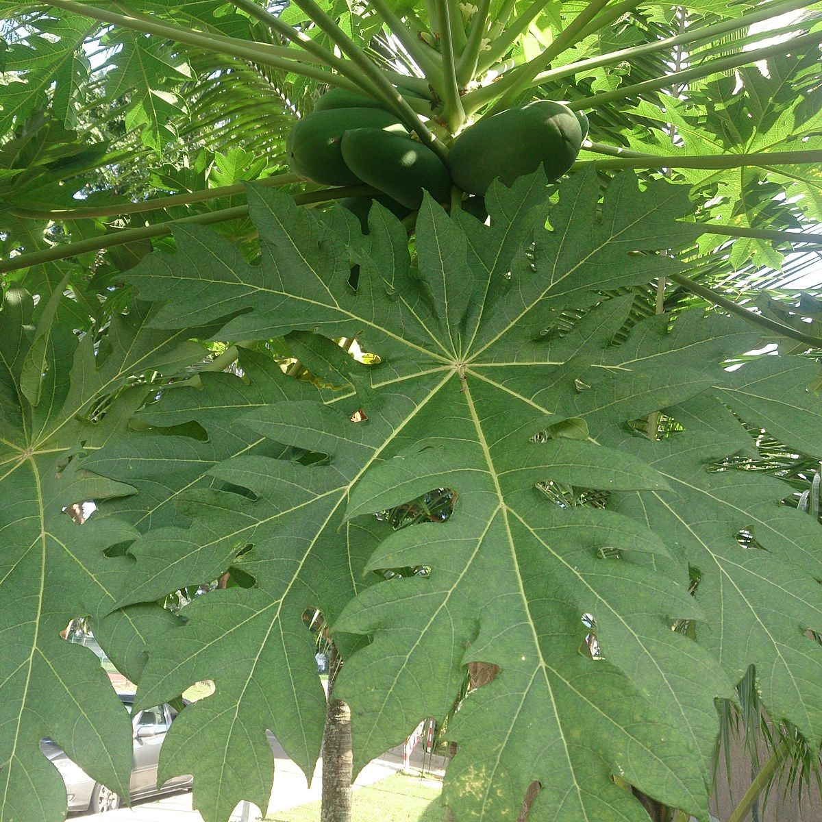 20Pcs Organic Papaya Seeds