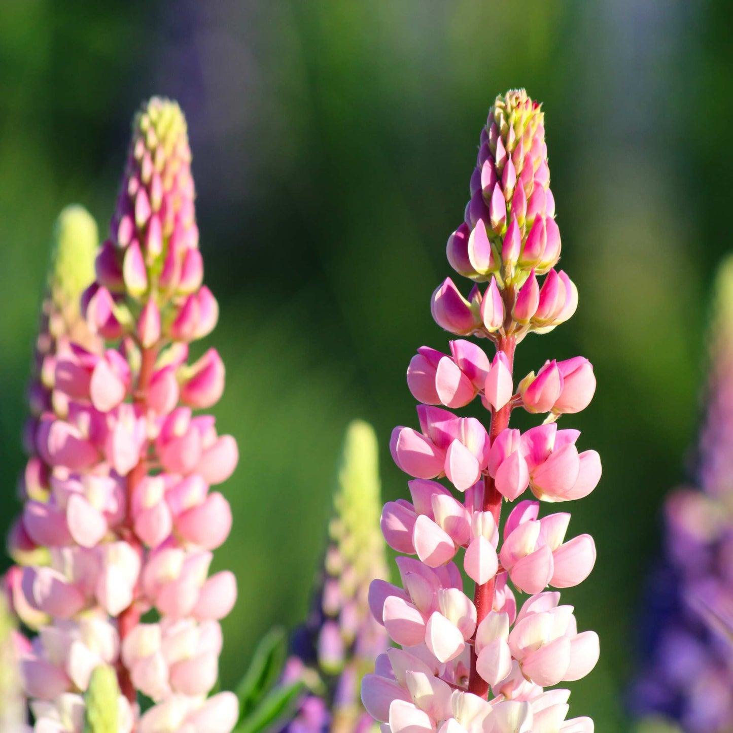 100Pcs Lupine Russel Mix Flower Seeds