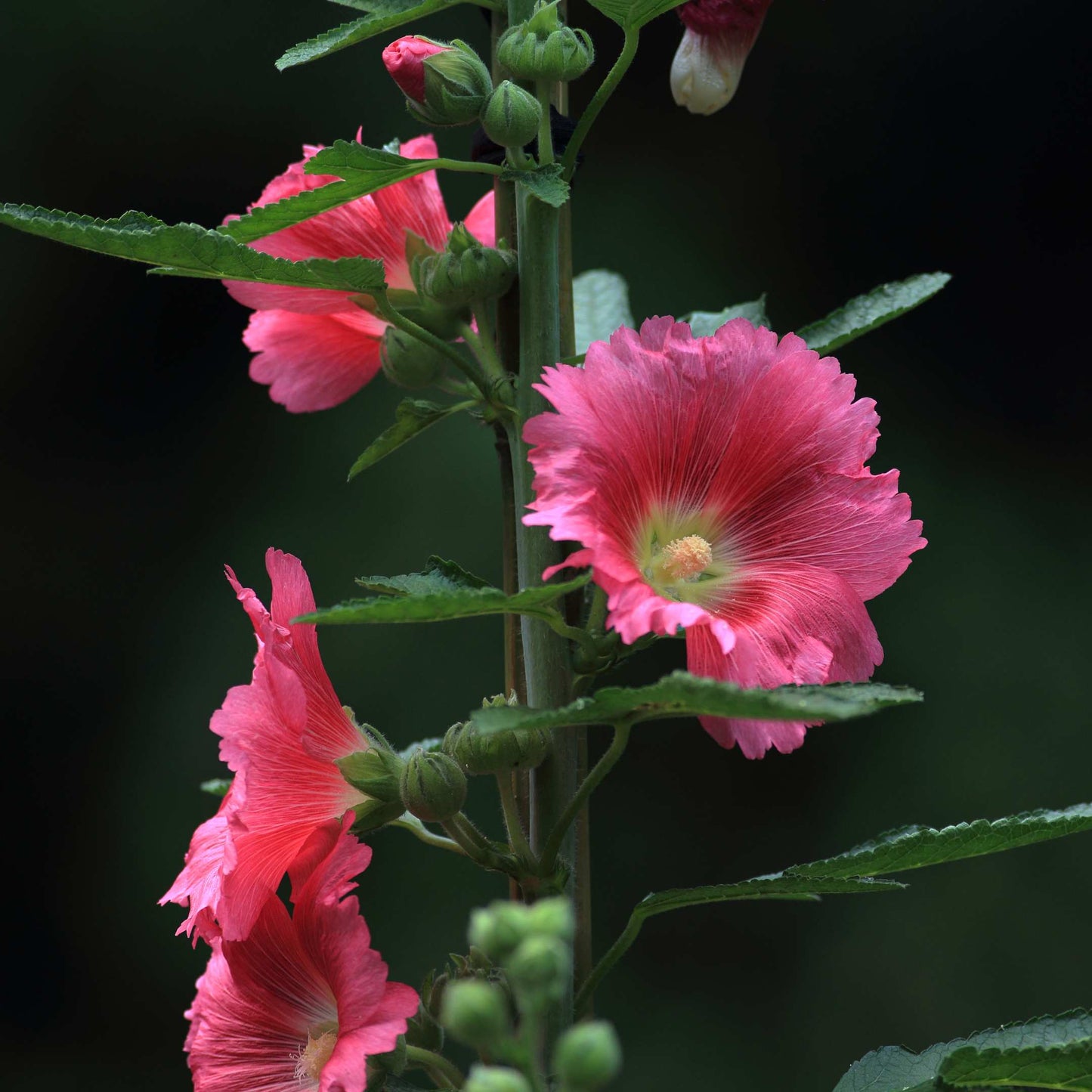 200Pcs Hollyhock Seeds Pack