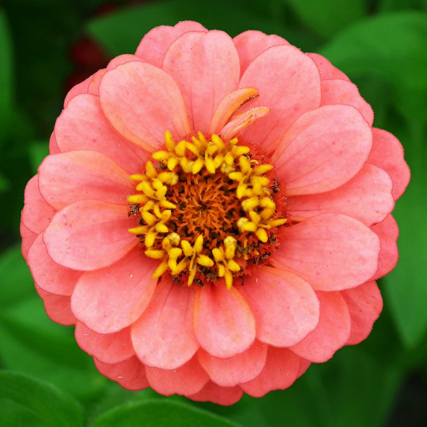 100Pcs Zinnia Flower Seeds Pack