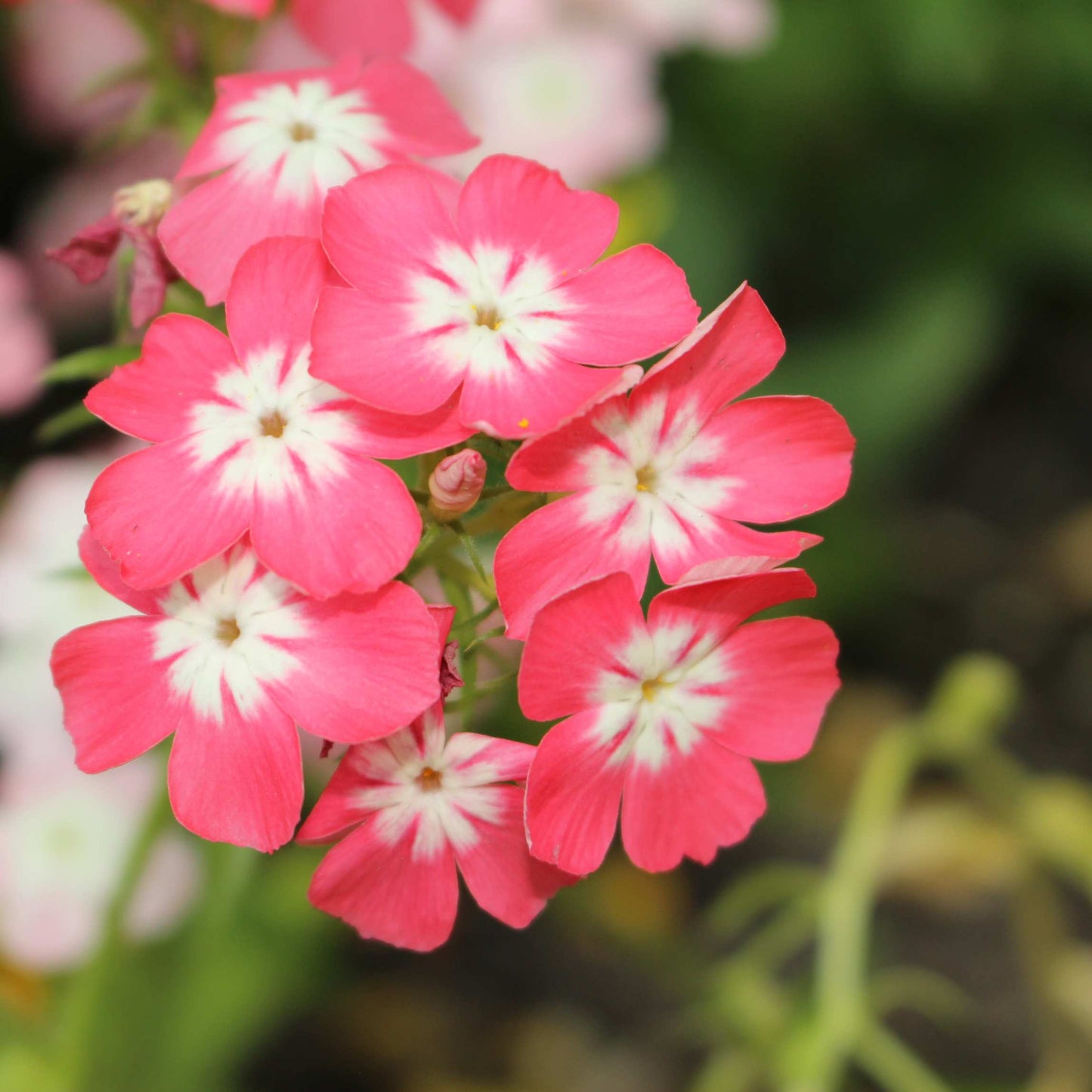50Pcs Phlox Flower Seeds Pack