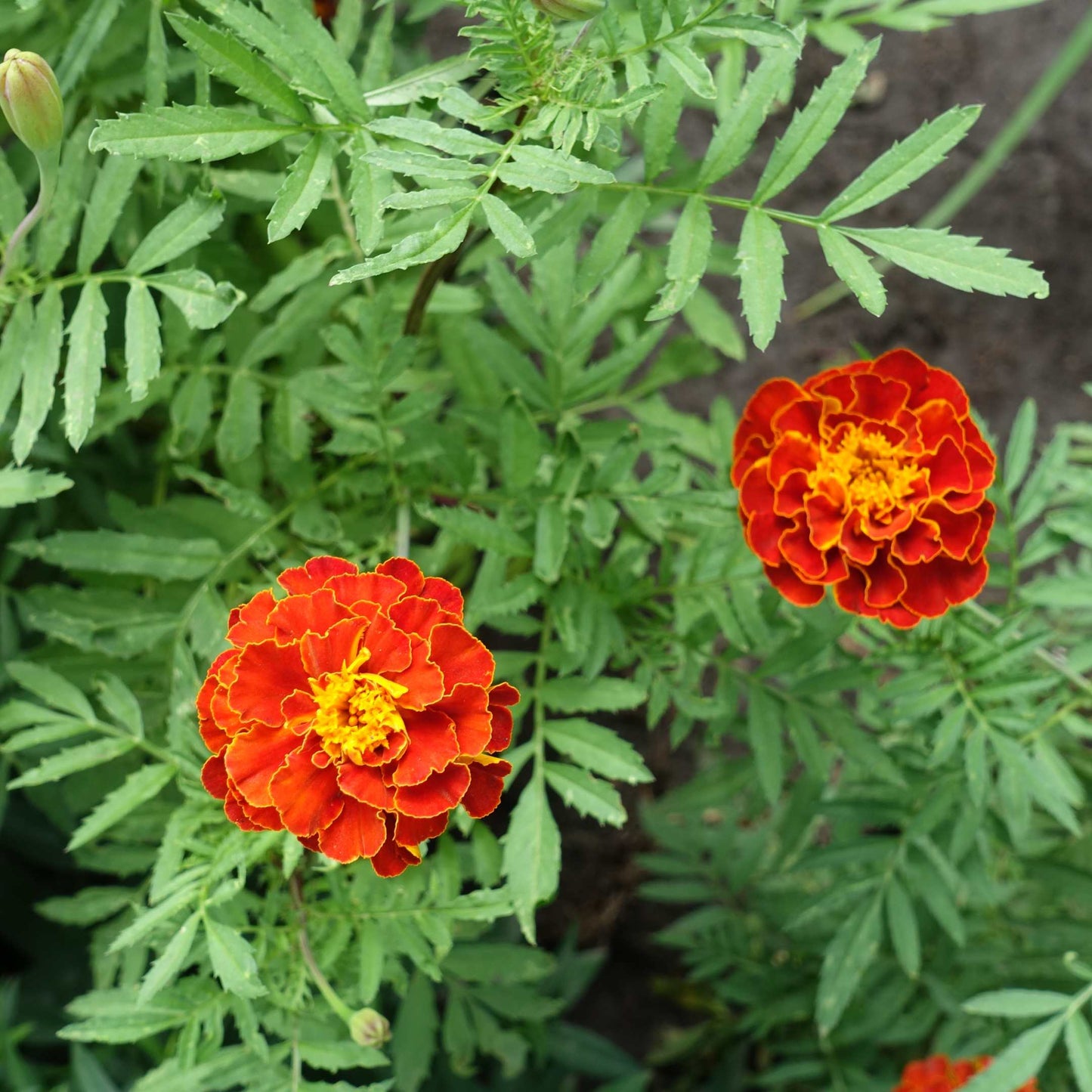 100Pcs French Marigold Flower Seeds Pack