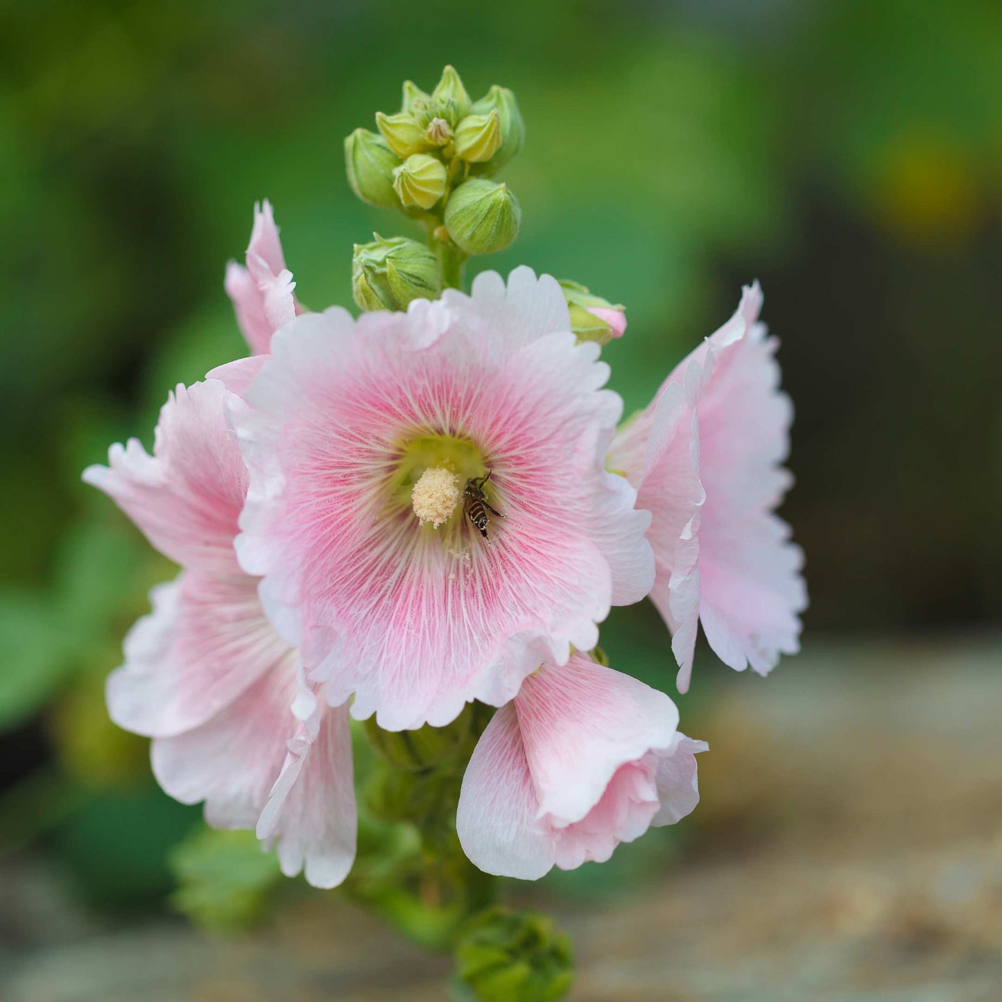 200Pcs Hollyhock Seeds Pack