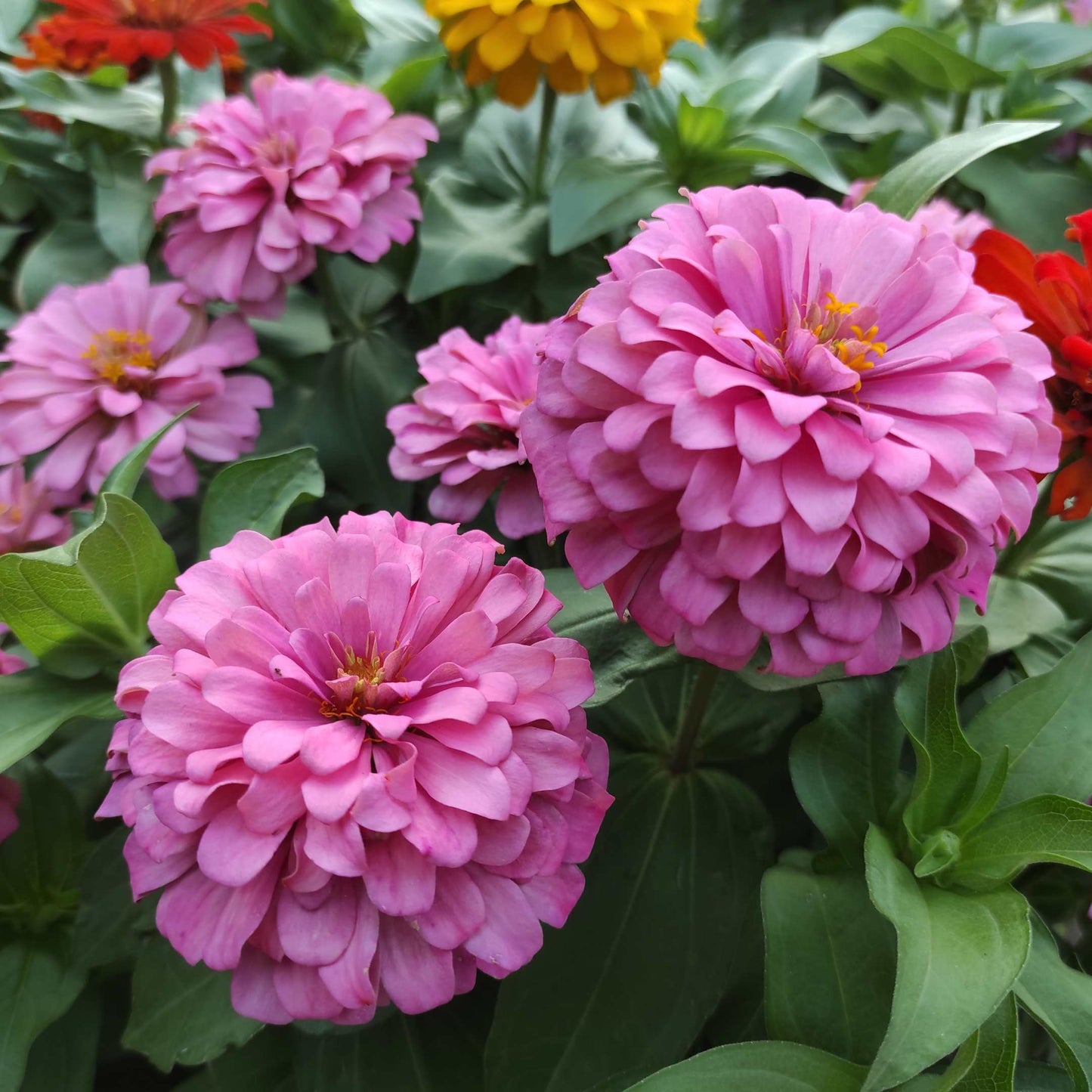100Pcs Zinnia Flower Seeds Pack