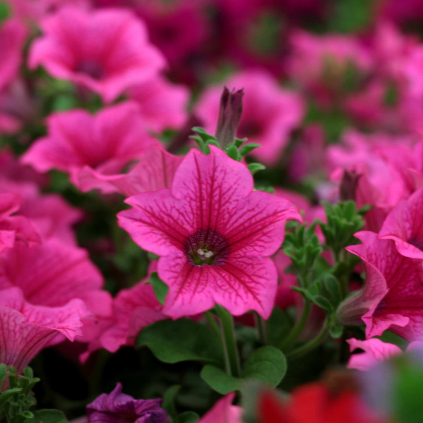 50Pcs Mixed Colors Petunia Seeds