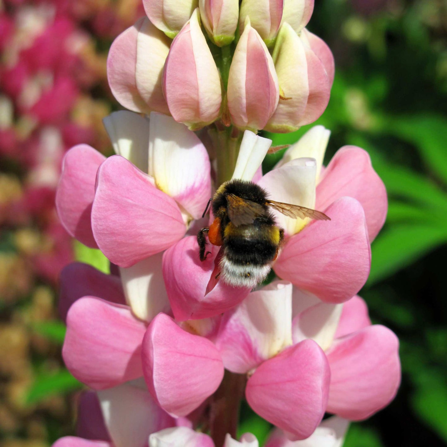 100Pcs Lupine Russel Mix Flower Seeds