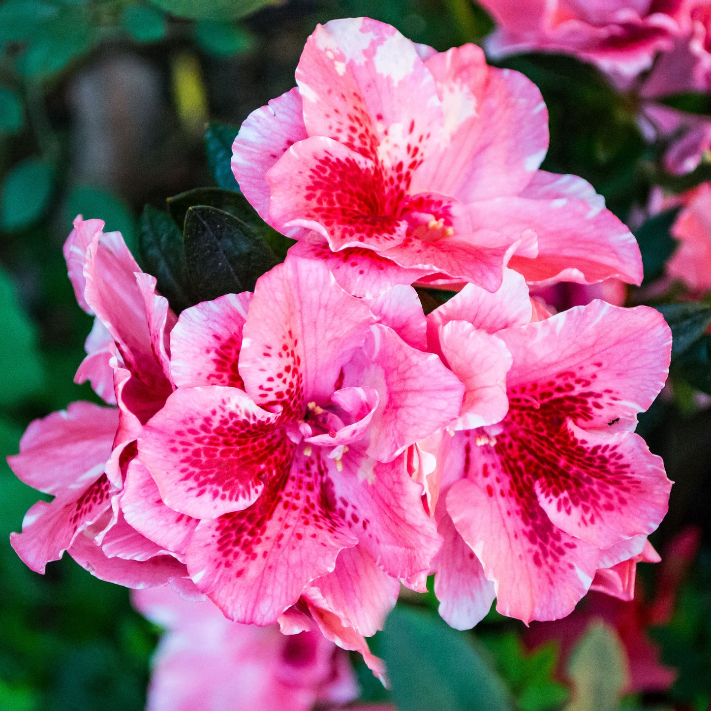 200Pcs Multi Colored Hibiscus Seeds