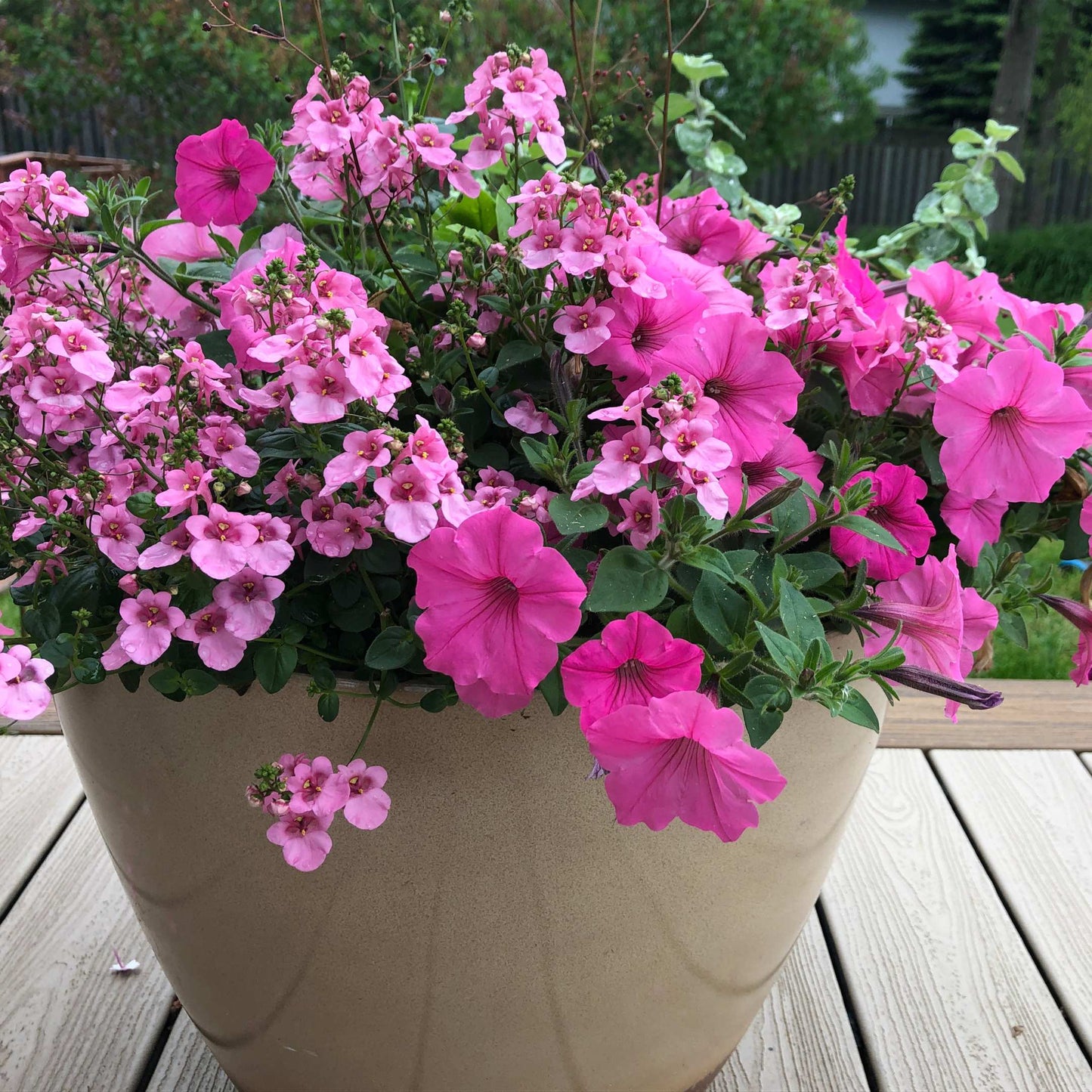 50Pcs Mixed Colors Petunia Seeds
