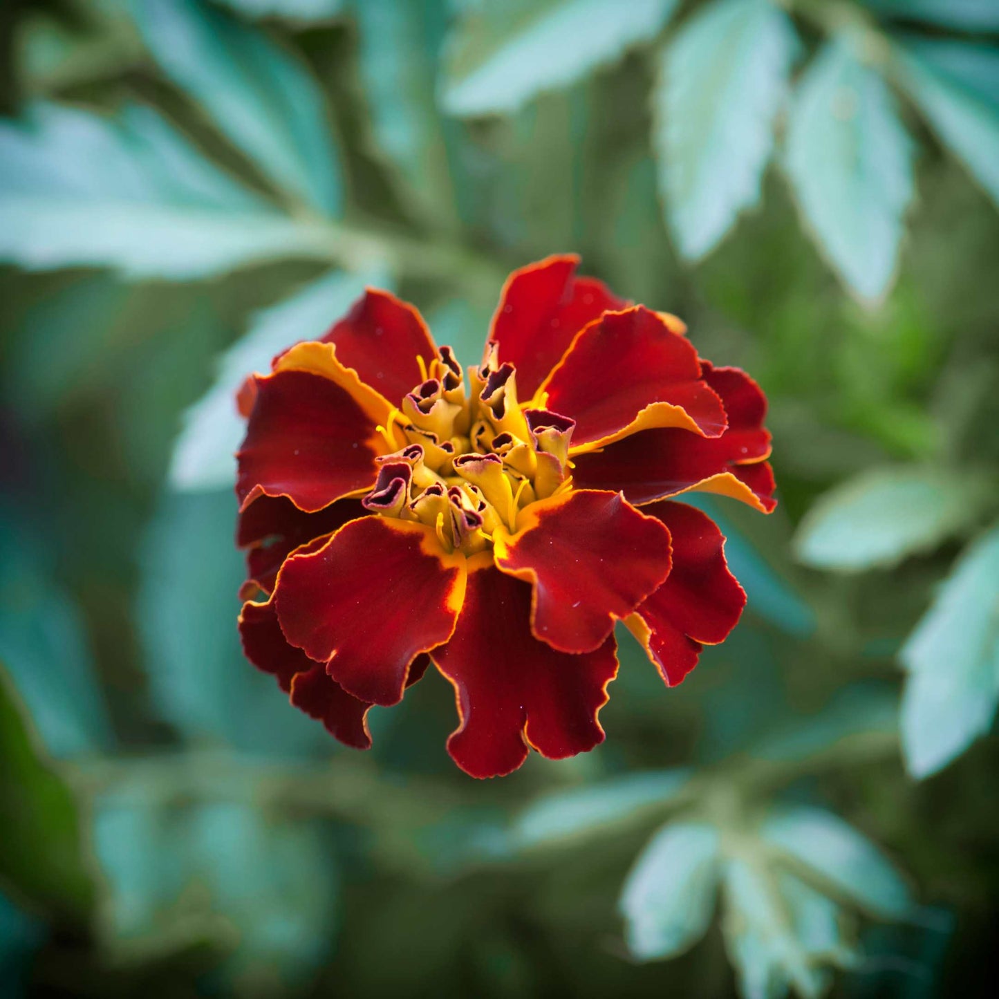 100Pcs French Marigold Flower Seeds Pack