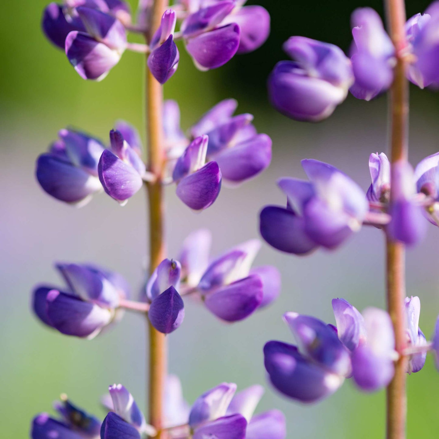 100Pcs Lupine Russel Mix Flower Seeds
