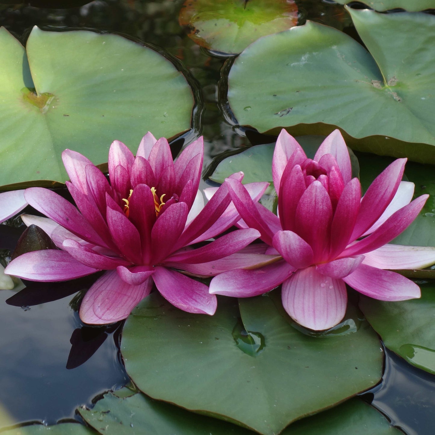 5 PINK LOTUS Flower Seeds