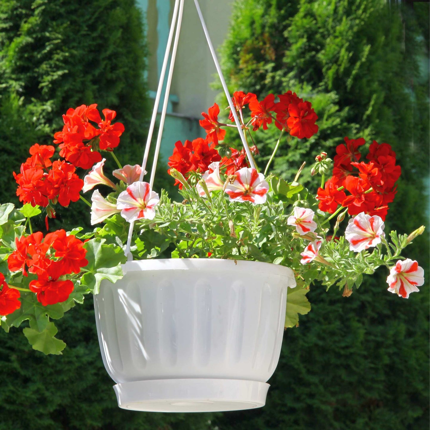 50Pcs Mixed Colors Petunia Seeds