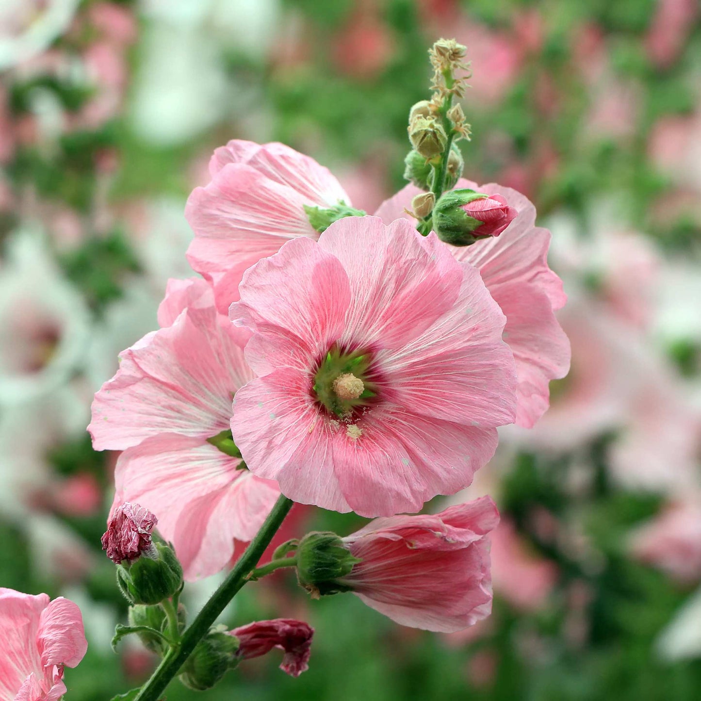 200Pcs Hollyhock Seeds Pack