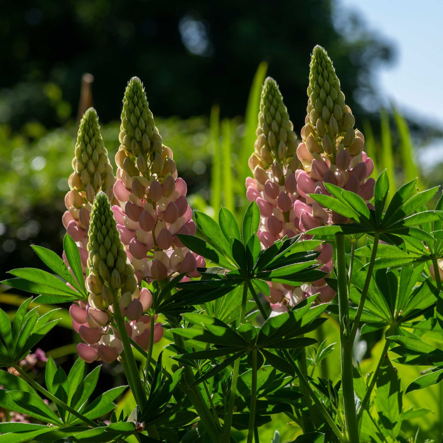 100Pcs Lupine Russel Mix Flower Seeds