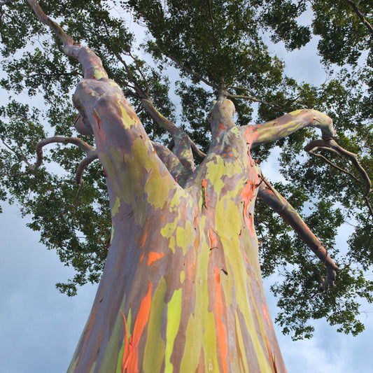 50Pcs Rainbow Eucalyptus Deglupta Tree Seeds