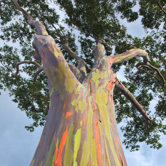 Rainbow Eucalyptus deglupta Tree Seeds