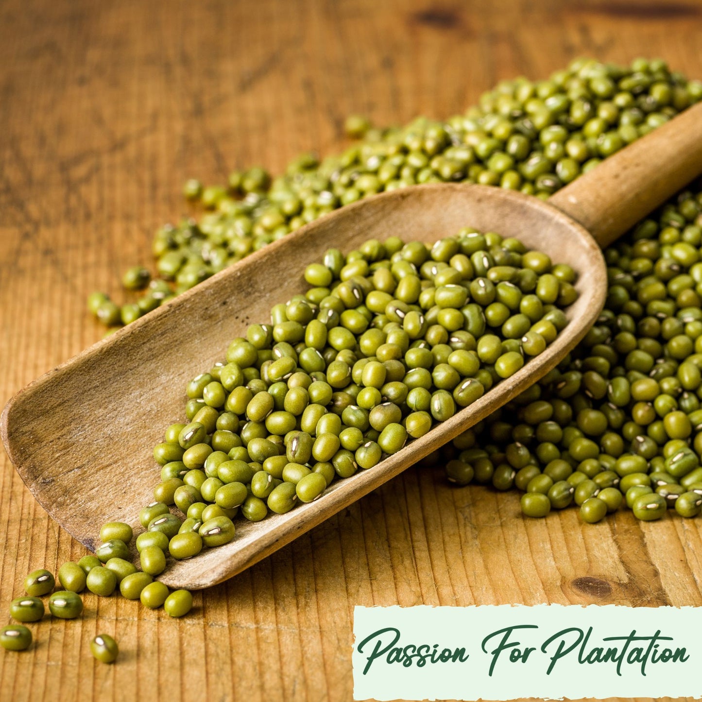 100Pcs Vitality Mung Bean Seeds