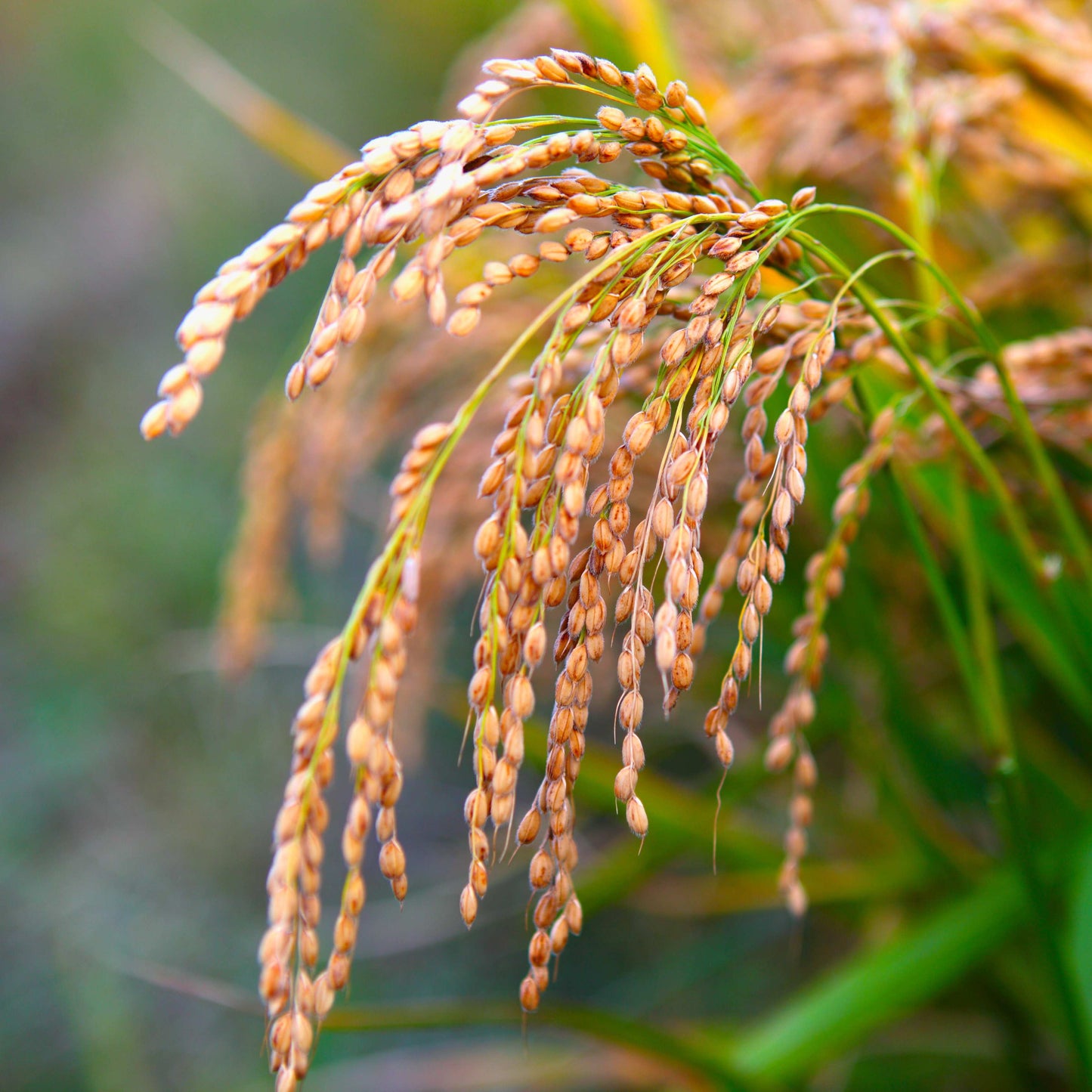 100Pcs Organic Rice Seeds