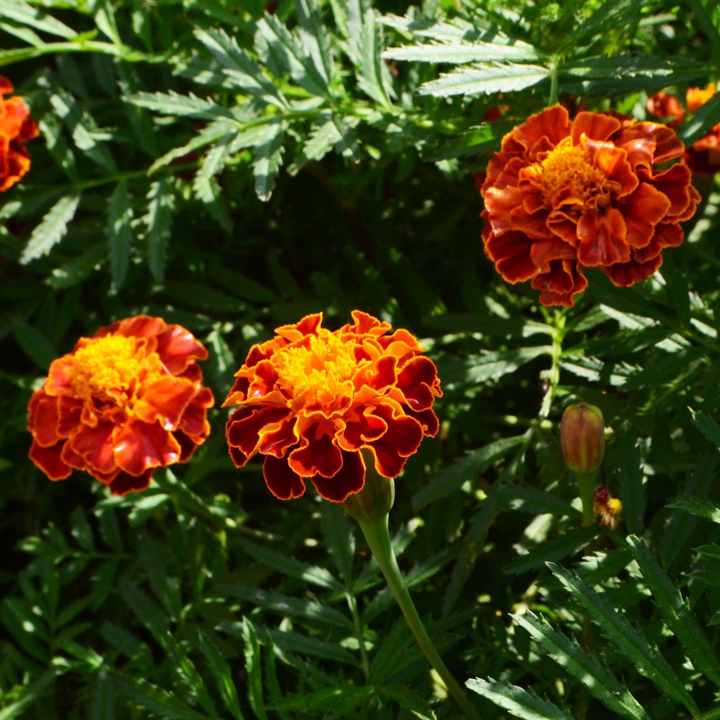 100Pcs French Marigold Flower Seeds Pack