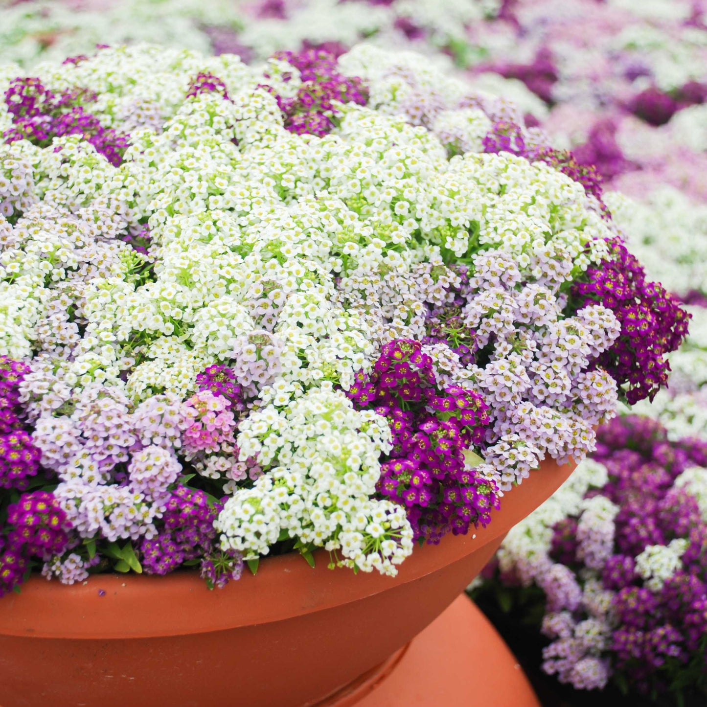 100Pcs Alyssum Flower Seeds Pack