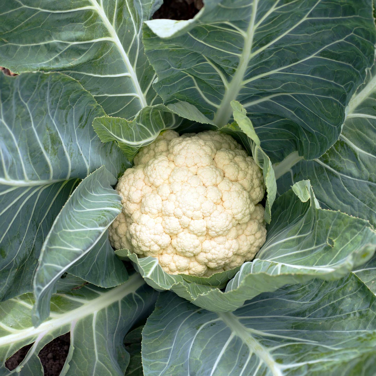 100Pcs Organic Cauliflower Seeds Pack