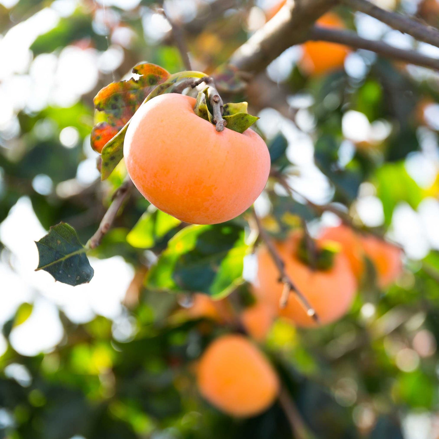 20Pcs Japanese Golden Persimmon Seeds
