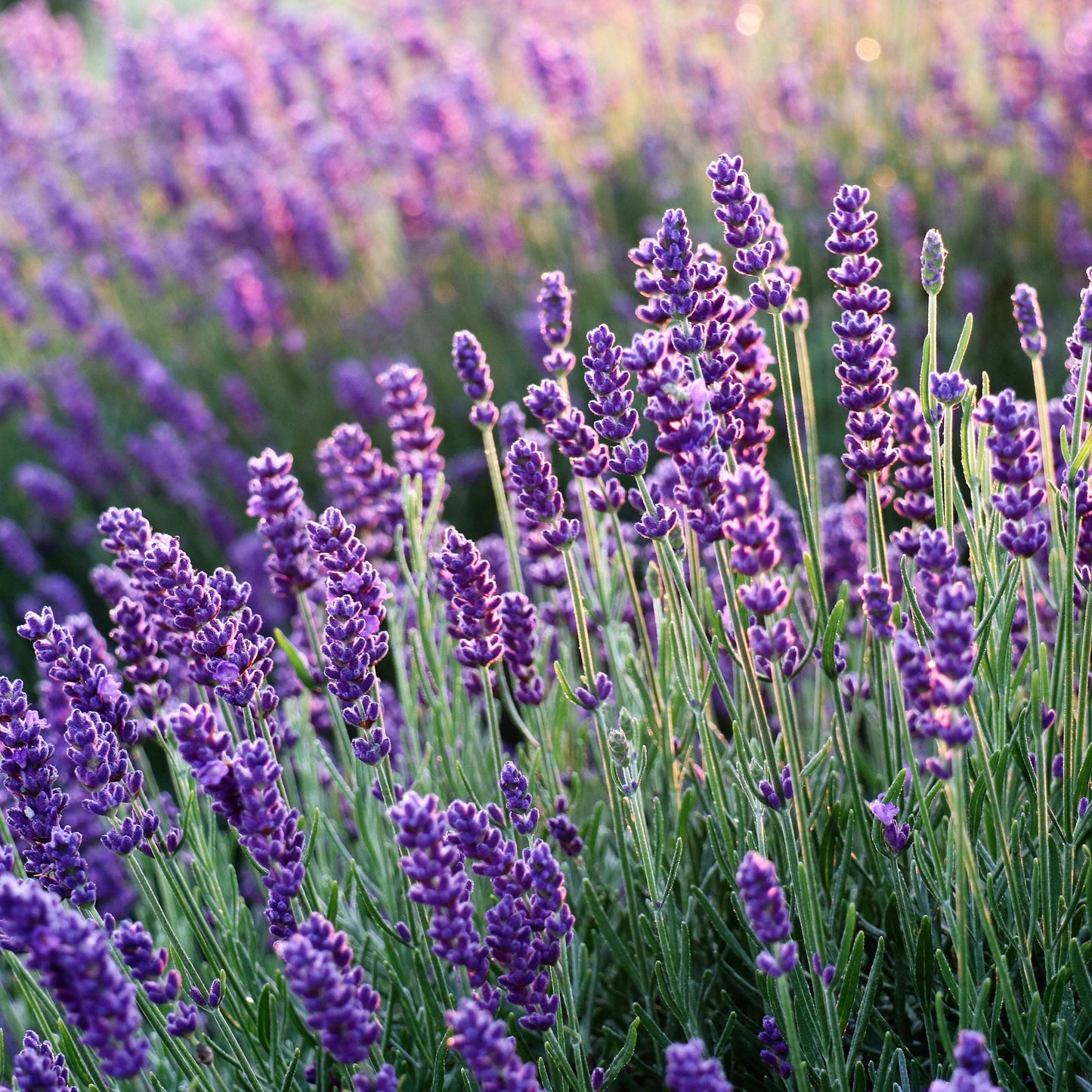 200Pcs Organic Empress Lavender Herb Flower Seeds