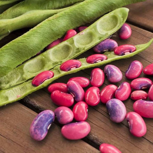 10Pcs Organic Scarlet Runner Bean Seeds