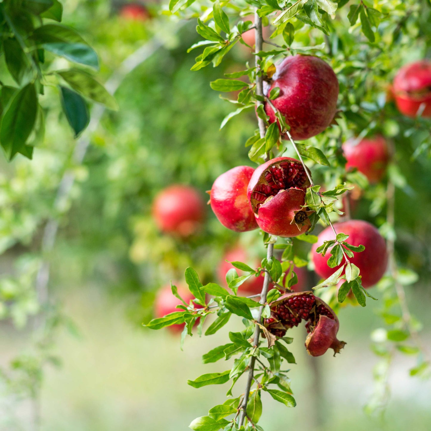 20Pcs Red Jewel Pomegranate Tree Seeds