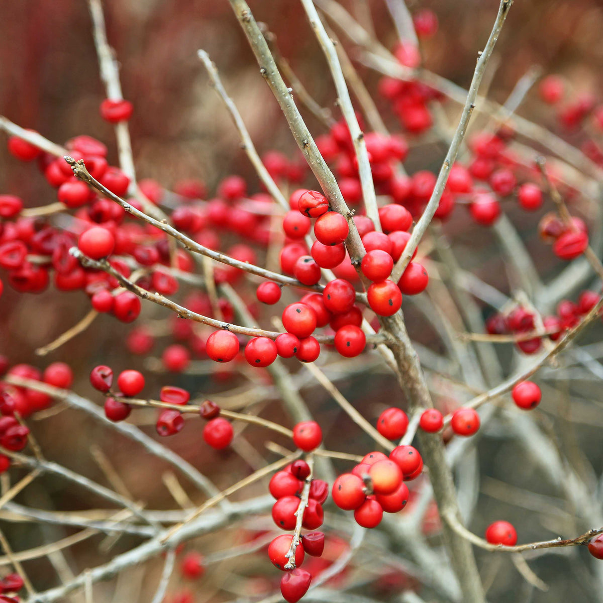 20Pcs Winterberry Seeds – Passion For Plantation