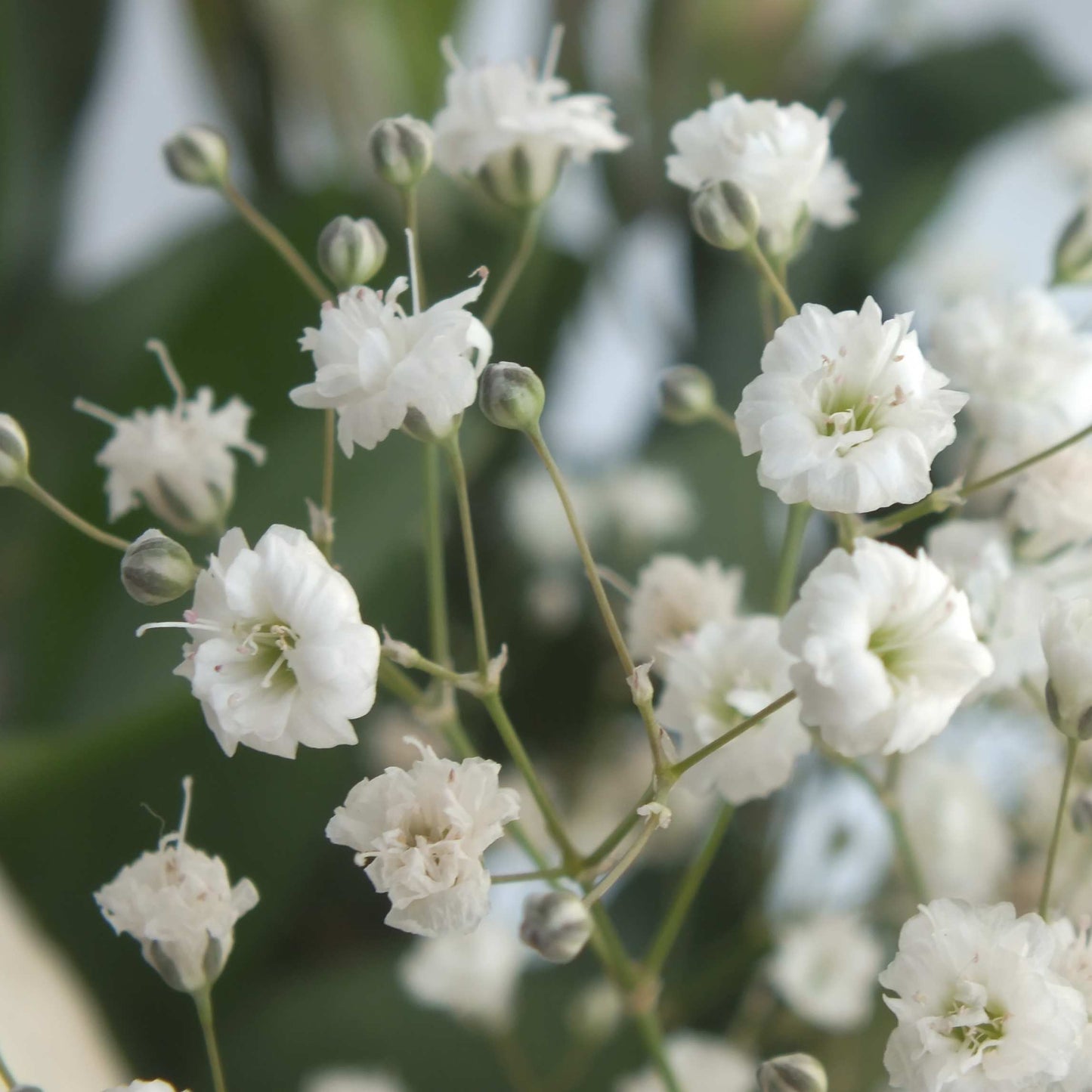 50Pcs Baby's Breath, Gypsophila Seeds