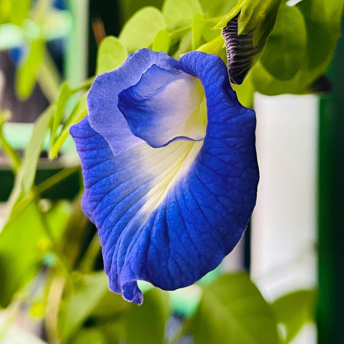 Butterfly Pea Seeds