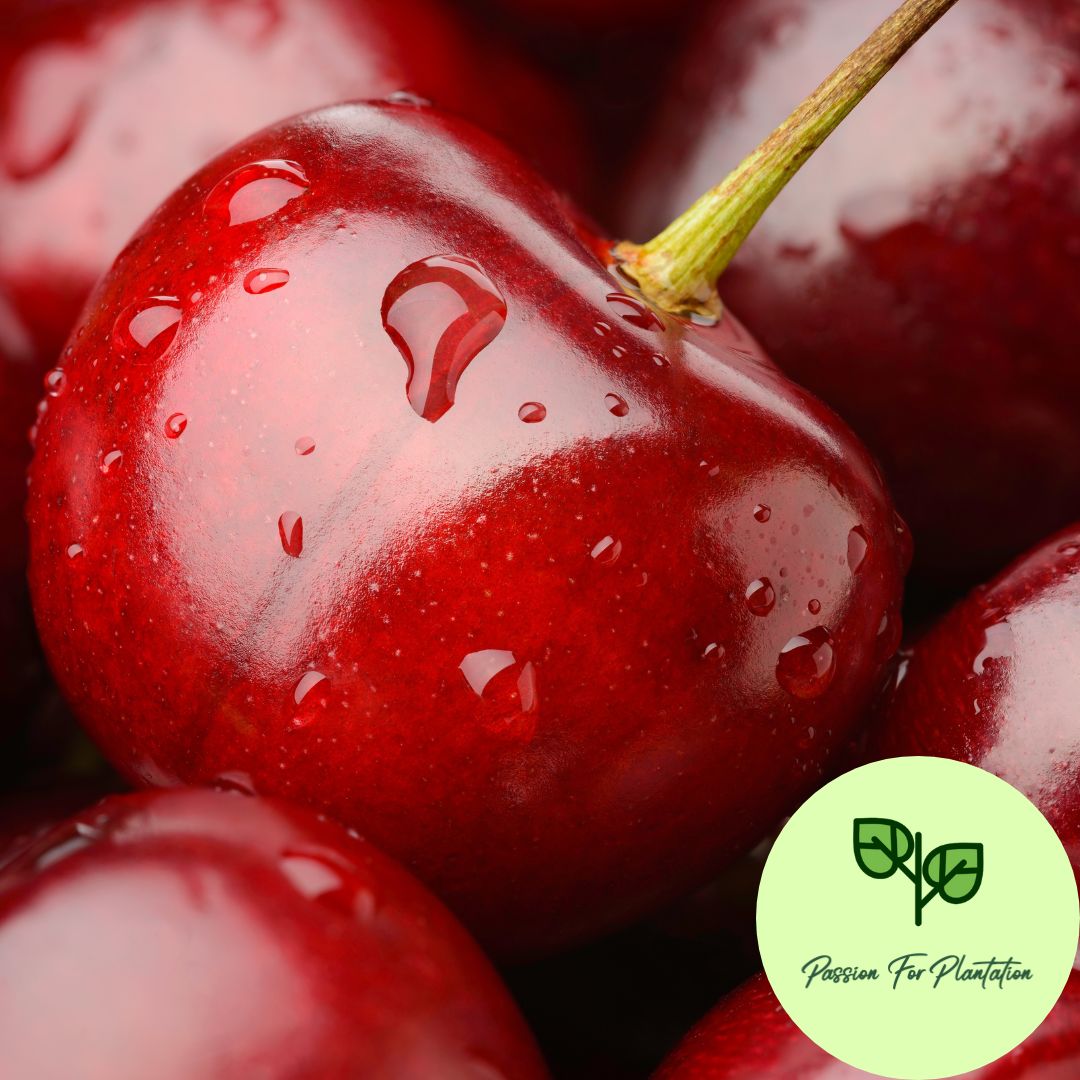 5Pcs Sweet Cherry Fruit Tree Seeds