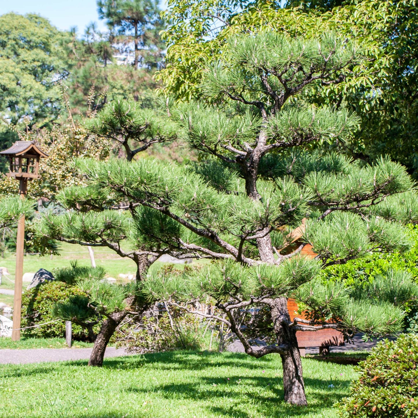 20Pcs Japanese Black Pine Seeds (For Bonsai)