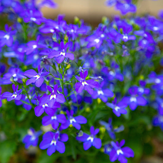 100Pcs Lobelia Seeds