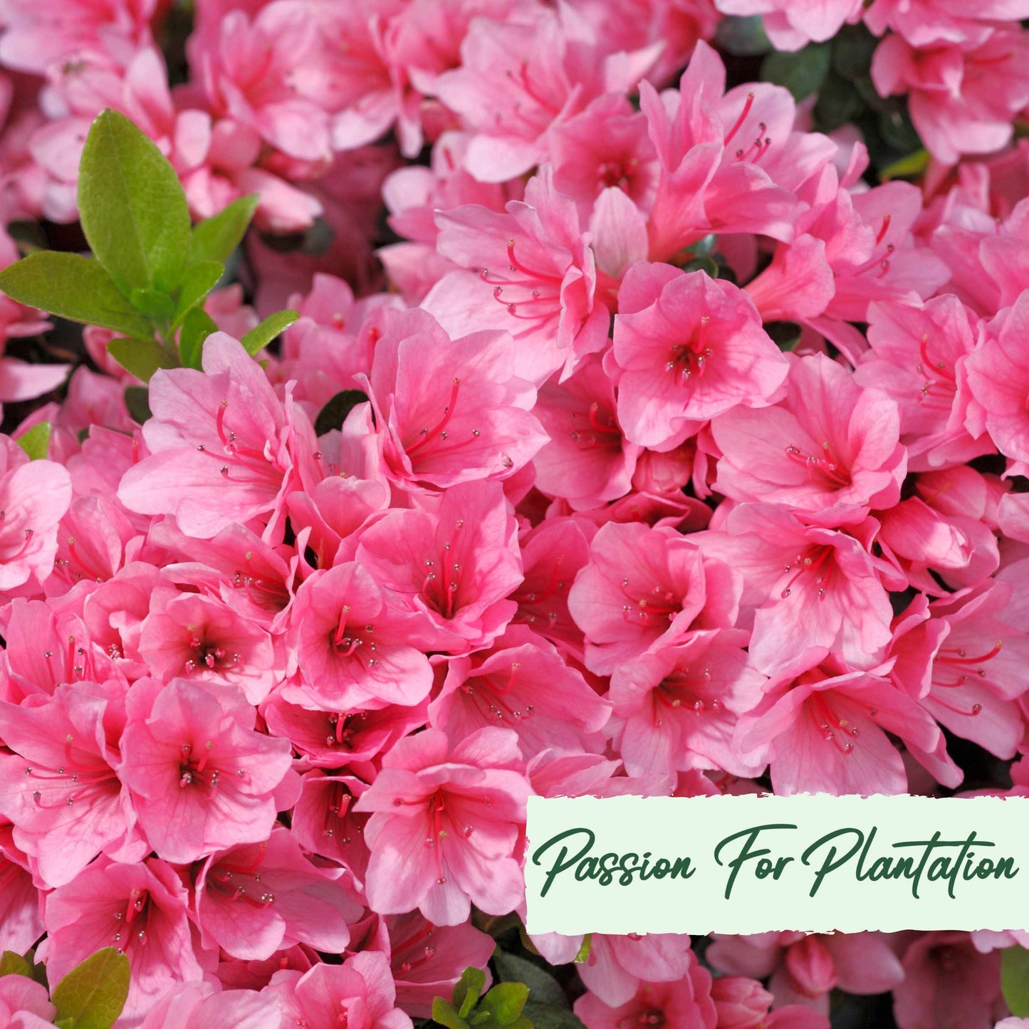 50Pcs Azalea (Rhododendron) Seeds