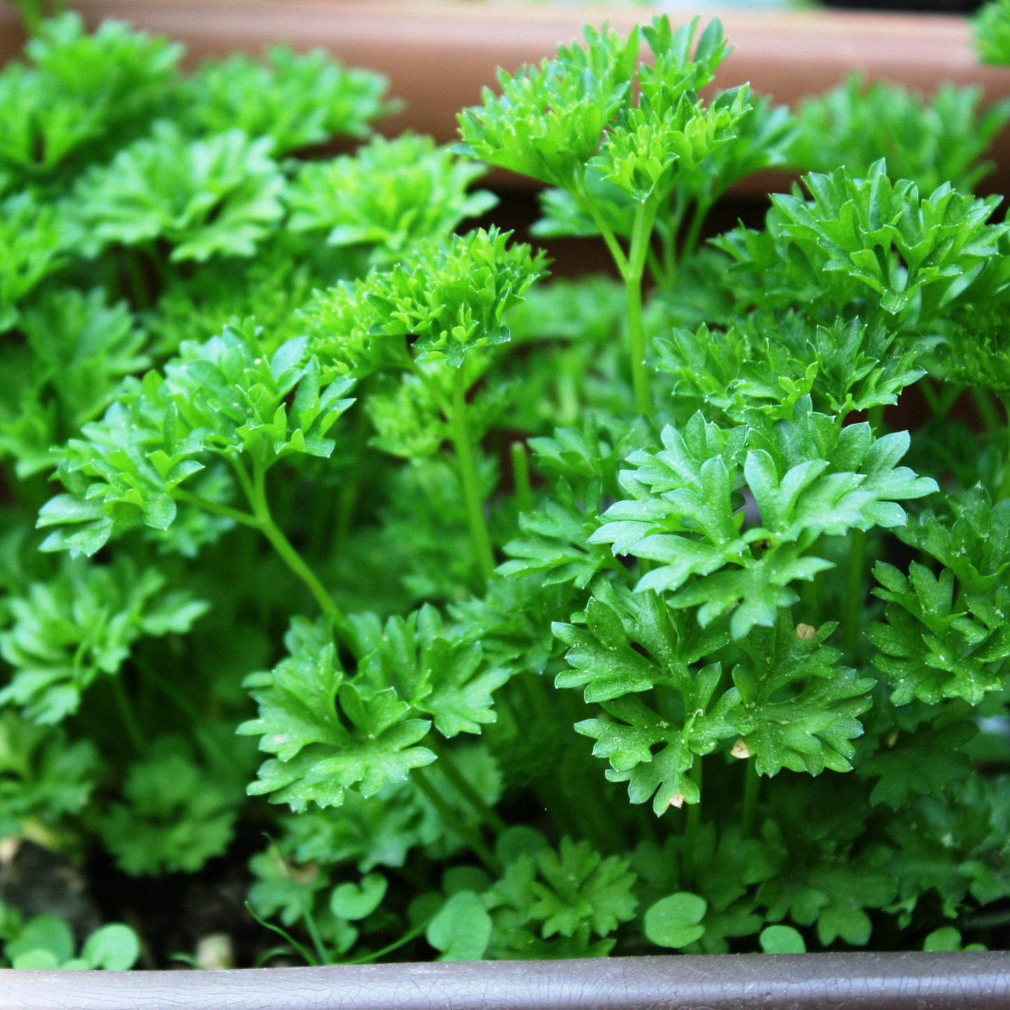 100Pcs Organic Parsley Seeds