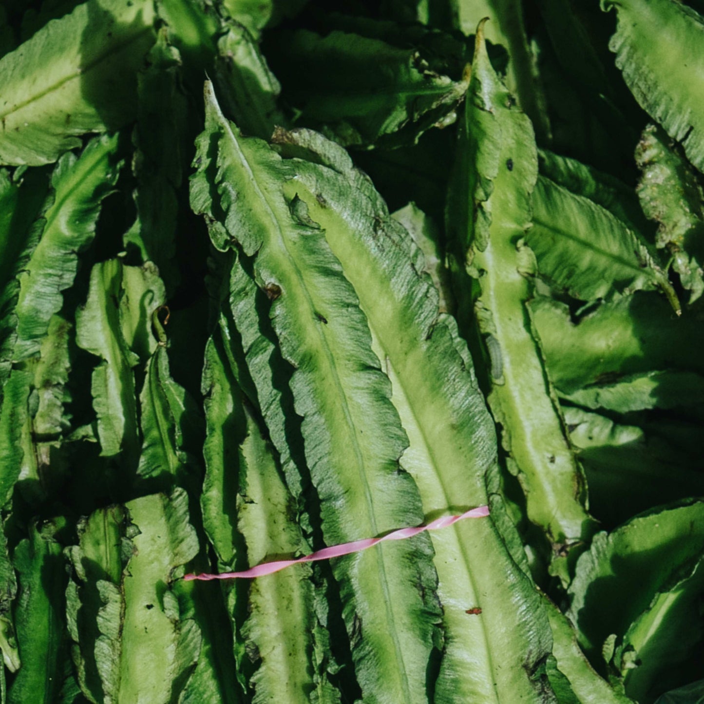 10Pcs Winged Bean Seeds (Psophocarpus tetragonolobus)