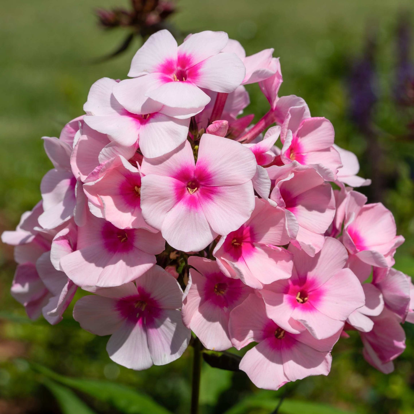 50Pcs Phlox Flower Seeds Pack